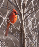Northern Cardinal 1445
